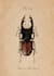 illustrate any realistic objects or animals