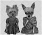 draw your pet in jacket