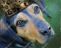create pastel portrait from your pet for gift
