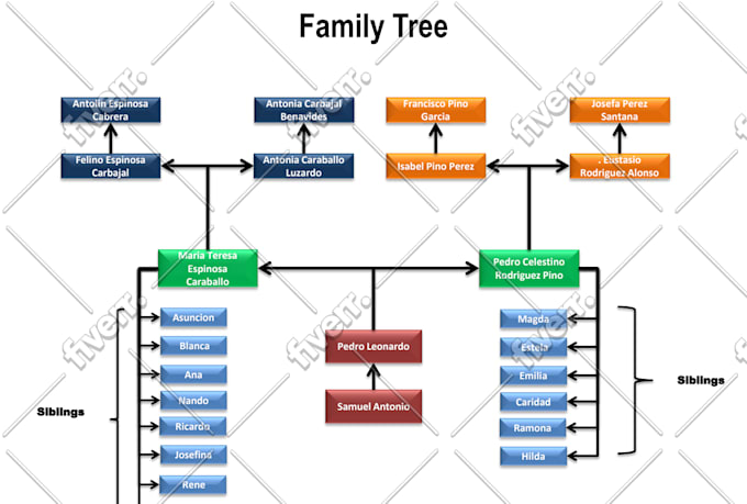 design professional editable organization chart  and family tree