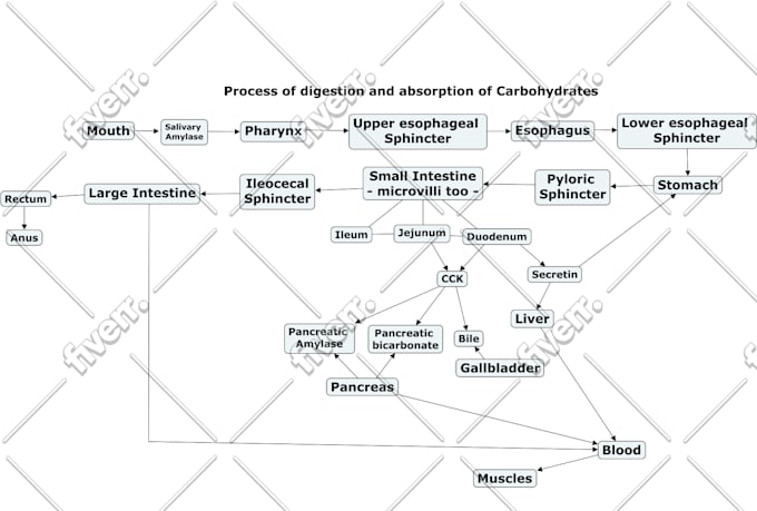make concept maps, schemes, summaries of any subject
