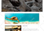 build a responsive wordpress website with elementor pro
