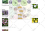 created a detailed planting plan for your garden
