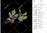 do embroidery digitizing into dst,pes,jef file in 1 hour