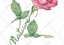 draw plant, botanical illustration