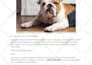 write dog articles and pet blog content