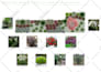 propose to you a professional planting plan and master plan
