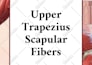 design printable flashcards of many types