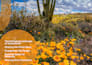 do any adobe indesign work