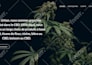build cbd, hemp, medical or cannabis ecommerce website