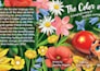 illustrate childrens book pages for you