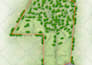 render and design 2d site plan, master plan, landscape plot plan illustration