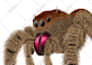 do colour insects illustration