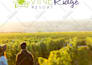 design a brand book