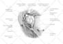 create surgical and anatomical art for medical professionals