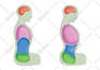 create medical, educational illustration for you