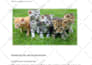 write SEO optimized pet article or blog for you