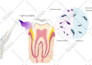 create scientific infographics, simple, clear and colorful