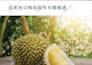 do book formatting and typesetting in english or chinese