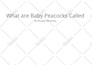 write pet related organic articles especially for dogs and cats