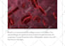write perfect SEO veterinary blog posts, pet, animal articles