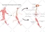 draw graphical diagrams for your article