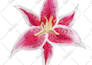 design seamless repeats and patterns