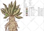 convert your image into an embroidery file in few hours