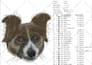 do embroidery digitizing logo embroidery patch design into dst pes emb