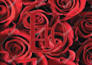 design wedding program petal fans