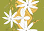 retouch and clean up  images or products