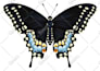 create wildlife vector art