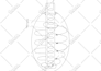 draw patent drawings all type, utility and design