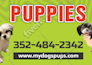 design promotional brochures or flyers