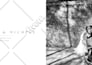 compose an album project