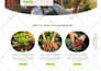 design and develop a responsive wordpress website
