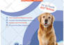 design professional pet, dog and animal flyers or postcards
