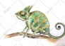create baby illustrations and postcards