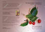 design amazon kdp, paperback, createspace book cover