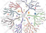 create colorful mind or concept map within 24 hours