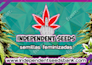 design a flyer for you