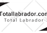 design super professional business card