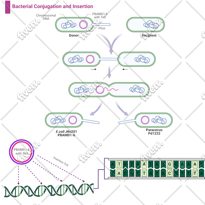 design your scientific illustrations from biorender