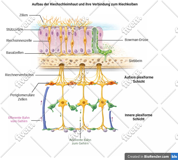 Design your scientific figures and illustration, graphical abstract on ...