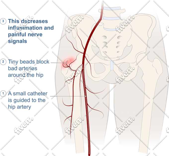 do professional medical, anatomy and scientific illustration