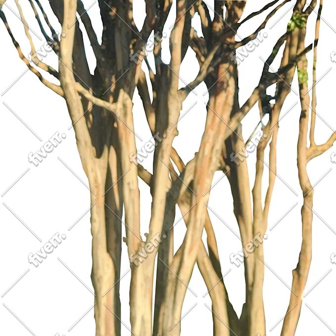 trace, redraw, convert and vectorize any artwork