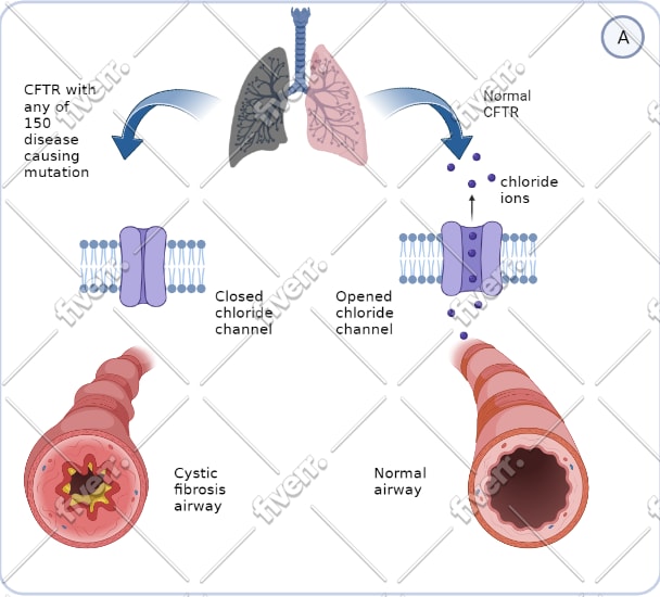 make scientific figures, biological illustrations, graphical abstract and more
