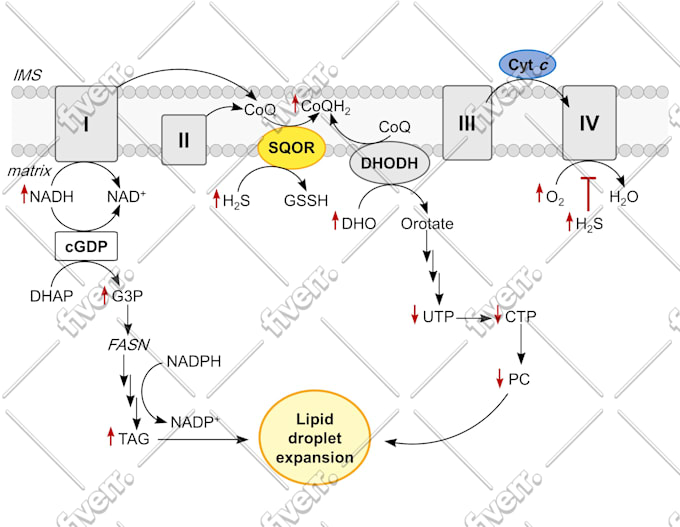 design graphical abstracts, medical and scientific illustrations and figures
