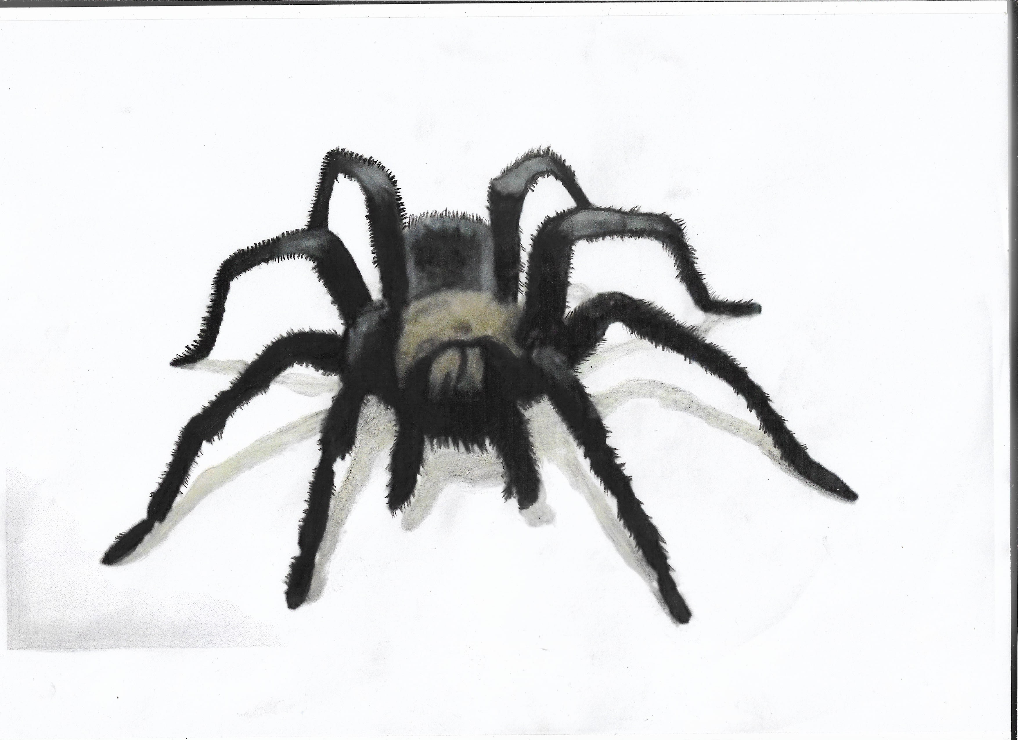 Tiny Spider Pencil Sketch | Bohan Art