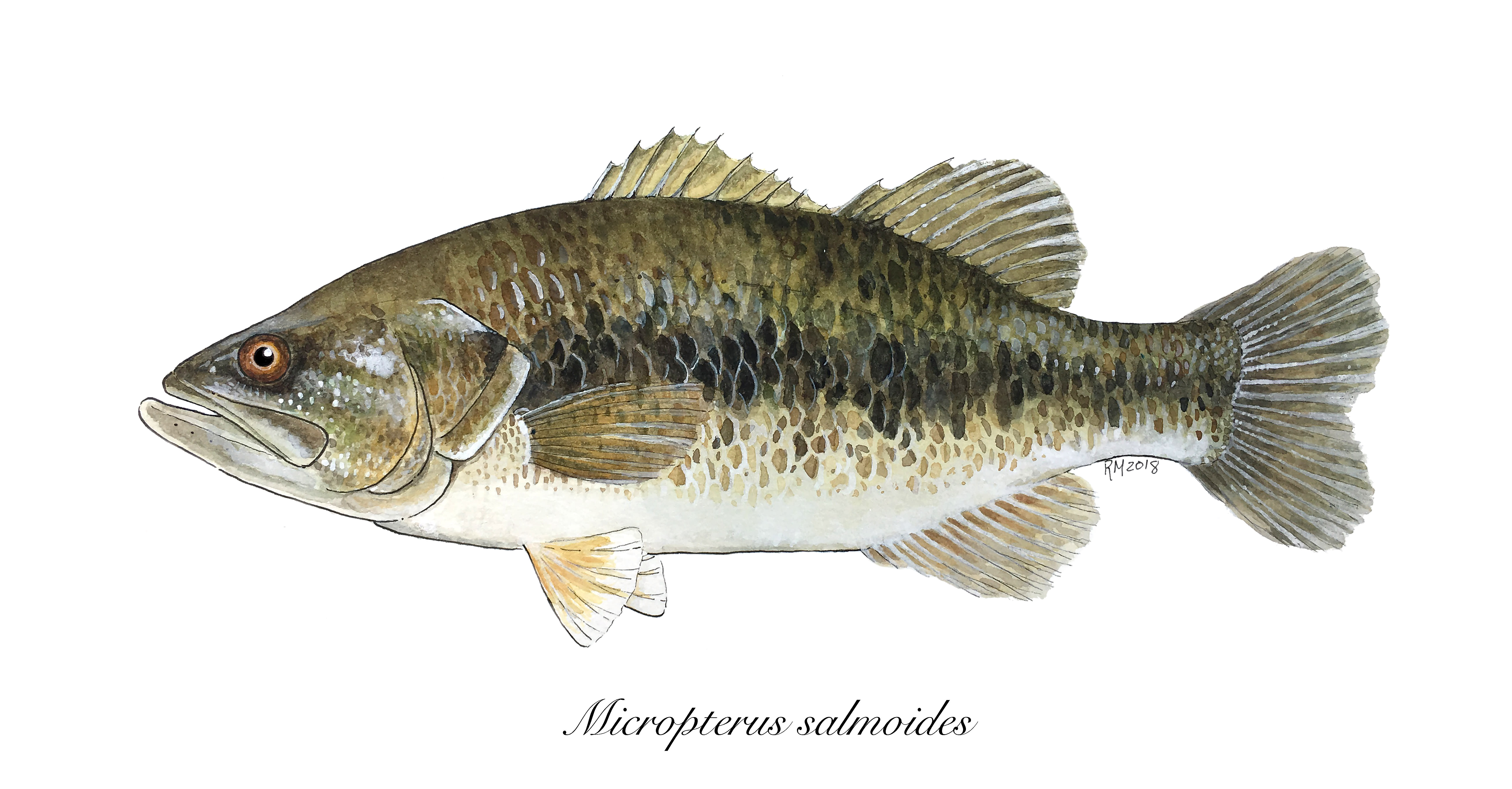 Paint A Watercolor Fish For You By Lampichthys